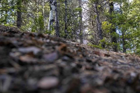 Low Angle Shot Of Small Rocks With Pine Trees Stock Photos