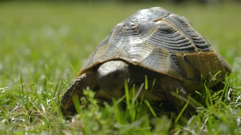 Low angle shot of a small tortoise walking and eating through the grass Stock Footage 275249391