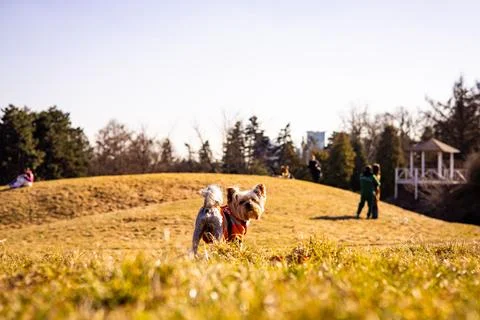 Low angle shot of a small yorkshire terrier looking back in spring garden Stock Photos