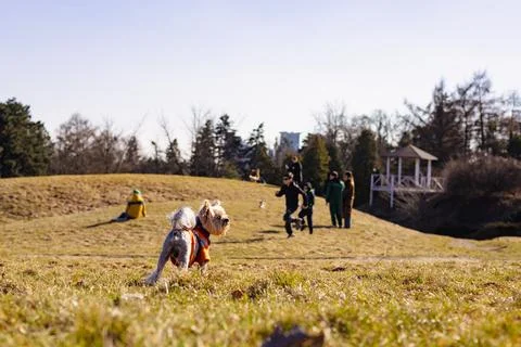 Low angle shot of a small yorkshire terrier looking back in spring garden Stock Photos