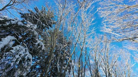 A low-angle shot of snow-covered trees against a bright blue sky. Stock Footage 321842378