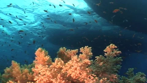Low Angle Shot Of Soft Corals And Boats Stock Footage 300507100