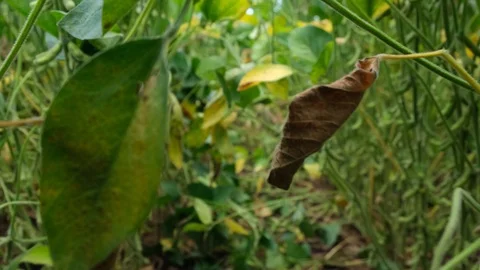 Low angle shot of soya plants in slow motion 4k Stock Footage 113972657