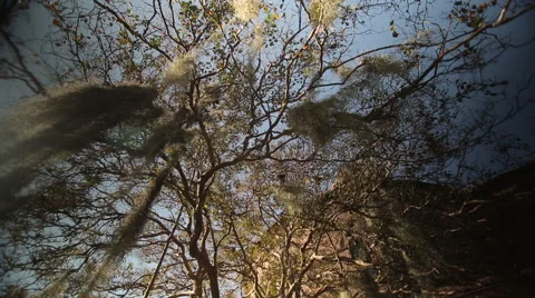 Low angle shot of Spanish moss covered branches-Charleston Stock Footage 60925176