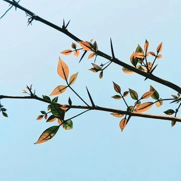 Low angle shot of spiky tree branches with tender orange leaves under pale blue Stock Photos