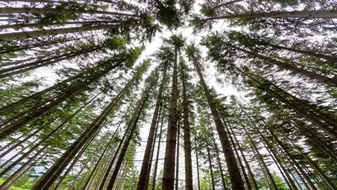 Low angle shot of spinning camera looking up at forest treetops Stock Footage 345047177
