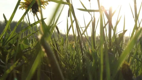 Low angle shot of a Spring field of dandelions Stock Footage 72308191