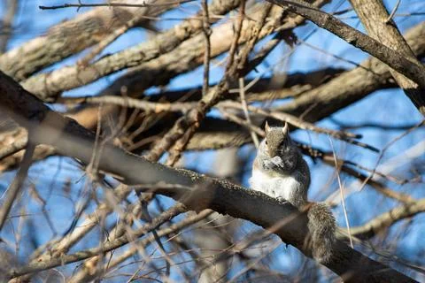 Low angle shot of a squirrel chewing on a nut on a tree Foto stock
