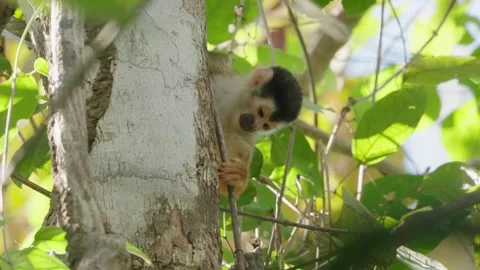 Low Angle Shot Squirrel Monkey Holding Onto Tree Trunk With Juvenile On Its Back Stock Footage 285866786