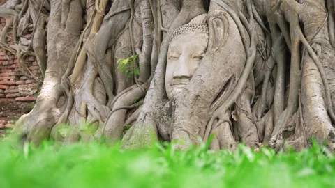 Low angle shot of Stone Buddha head in Bodhi Tree Roots at Wat Mahathat Video stock 312916770