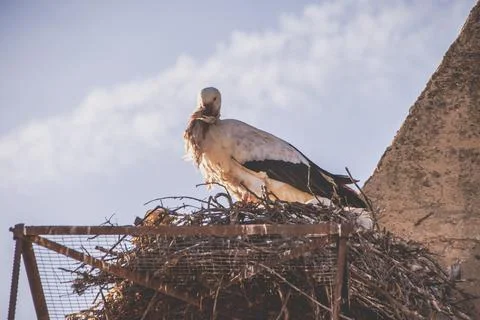 A low angle shot of a stork in the nest against a cloudy sky, Cceres, Extrema Stock Photos