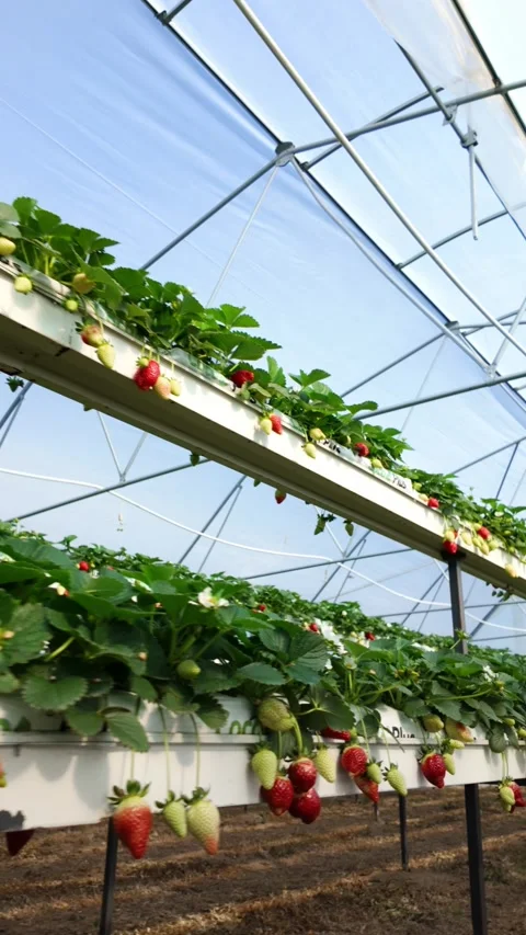 Low angle shot of strawberry plants in greenhouse Stock Footage 268401825