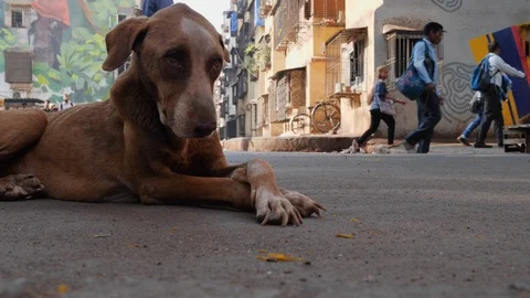 Low angle shot of stray dog laying in mumbai city streets as people walk by Stock Footage 145052186