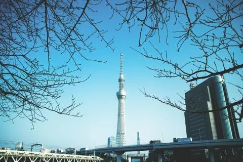 Low angle shot of the Sumida park under the clear sky Tokyo, Japan 스톡 사진