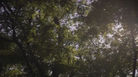 Low angle shot of sun rays shining through beautiful green park plants trees on  Stock Footage 132672330