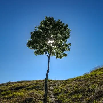 Low angle shot of the sun shining from behind a tree in a field Stock Photos