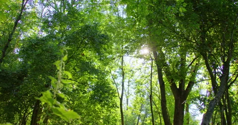 Low angle shot of the sun shinning through green lush tree canopies Stock Footage 261149162