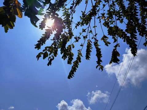 Low Angle Shot of Sunbeams Through Green Leaves and White Clouds Stock Photos