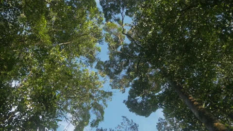 Low angle shot of a sunny dense forest with tall trees, in Indonesia Stock Footage 221858560