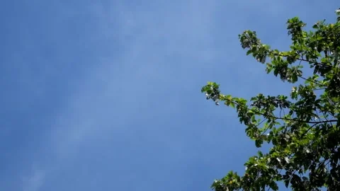 Low angle shot of swaying forest leaves against a blue sky background Stock Footage 336877423