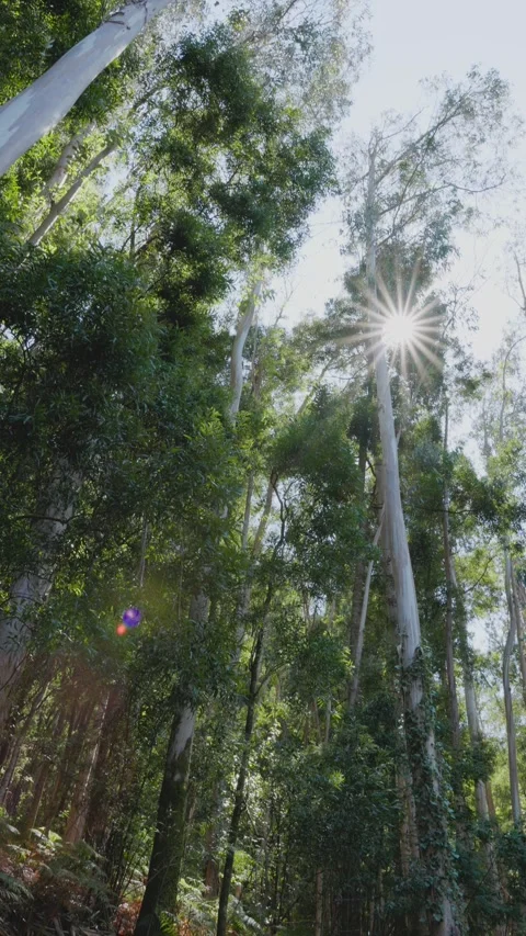 Low-angle shot of tall eucalyptus trees in a Galician mountain Видео 295069957