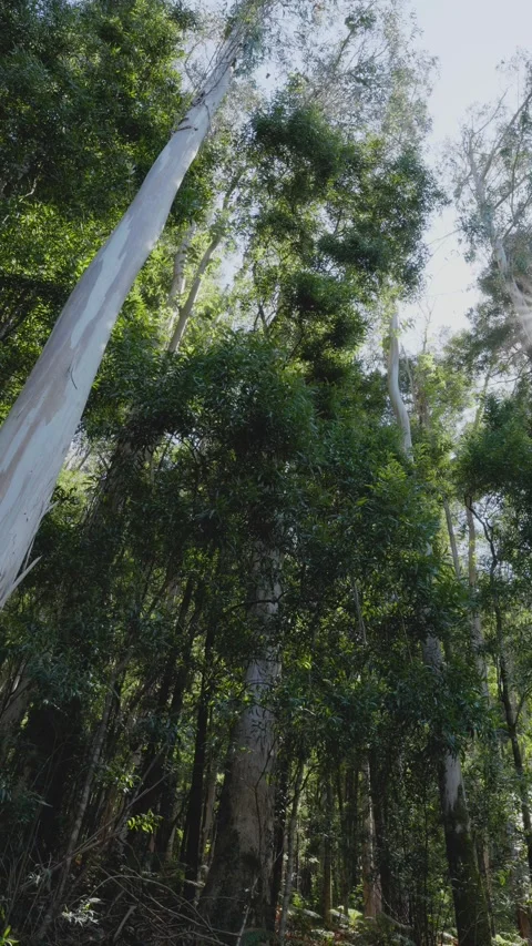 Low-angle shot of tall eucalyptus trees Video stock 295070063