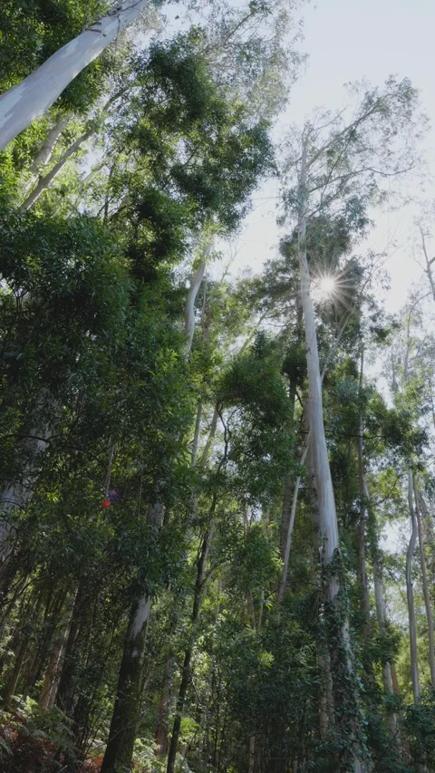 Low-angle shot of tall eucalyptus trees Видео 295070069
