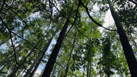 Low Angle Shot of Tall Eucalyptus Trees and Blue Sky in Sumatra - Part 2 Stock Footage 342146333