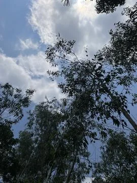 Low Angle Shot of Tall Eucalyptus Trees and Forest Canopy Stock Photos