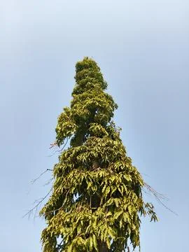 Low Angle Shot of a Tall Mast Tree Monoon Longifolium Under Blue Sky Stock Photos