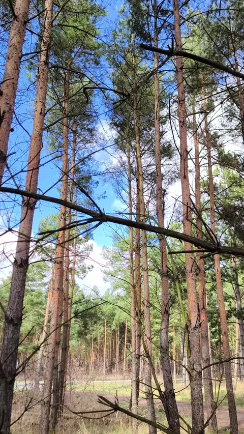 A low angle shot of tall pine trees reaching into a blue sky with clouds Stock Footage 347418902