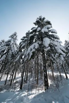 Low angle shot of tall pine tree covered in snow with blue sky. Stock Photos