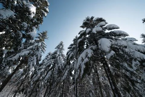 Low angle shot of tall pine tree covered in snow with blue sky. Stock Photos