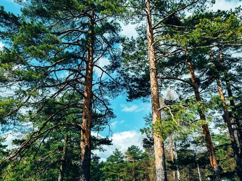 Low angle shot of  tall pine trees in a forest in countryside in sunny weather u Stock Photos