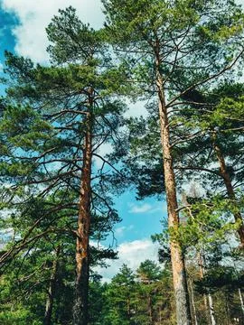 Low angle shot of  tall pine trees in a forest in countryside in sunny weather u Stock Photos