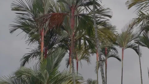 A low-angle shot of tall red-stemmed coconut palms set against a cloudy sky. Video stock 341838544