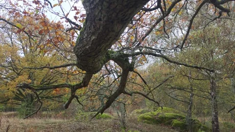 Low Angle Shot Of Tall Tree Branches Reaching Across A Cloudy Sky Stock Footage 348681603
