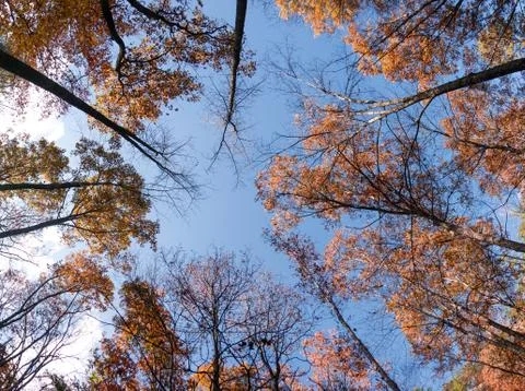 A low angle shot of tall trees with leaves in fall colors in the forest under Stock Photos