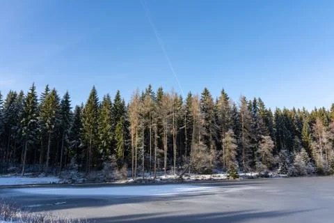 Low angle shot of the tall trees captured in a forest on a cold winter day Stock Photos