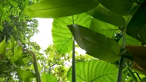 Low-angle shot of the Taro tree, or Colocasia esculenta Stock Footage 300670455