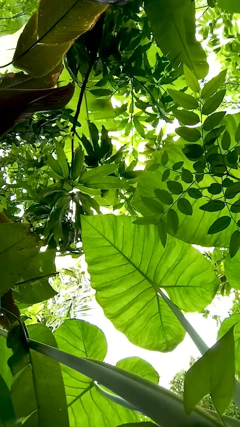 Low-angle shot of the Taro tree, or Colocasia esculenta Stock Footage 300670457