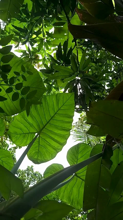 Low-angle shot of the Taro tree, or Colocasia esculenta Stock Footage 300670603
