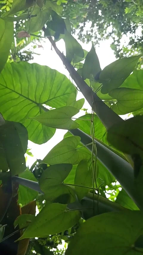 Low-angle shot of the Taro tree, or Colocasia esculenta Stock Footage 300670831