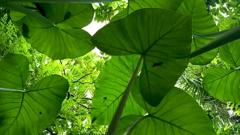 Low-angle shot of the Taro tree, or Colocasia esculenta Stock Footage 300670903