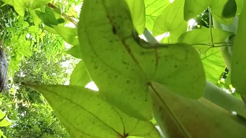 Low-angle shot of the Taro tree, or Colocasia esculenta Stock Footage 300670975