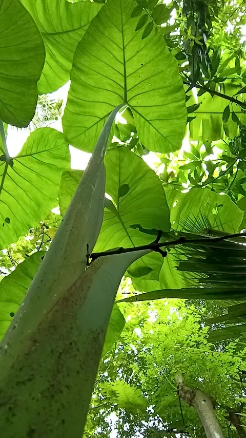 Low-angle shot of the Taro tree, or Colocasia esculenta Stock Footage 300670994