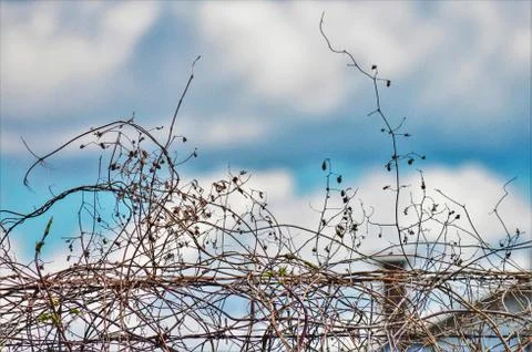 Low angle shot of thin branches on a barb wire fence on a cloudy sky backgrou Stock Photos