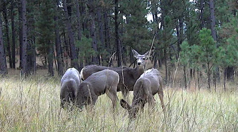 Low Angle shot of Three Fawns and A Doe in a Grassy Clearing Stock Footage 49988963
