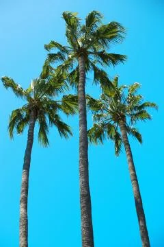 A low angle shot of three tall palms on a blue background - perfect for a ver Stock Photos