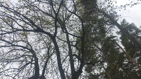 Low angle shot through bare branches toward towering pine trees Stock Footage 347587356